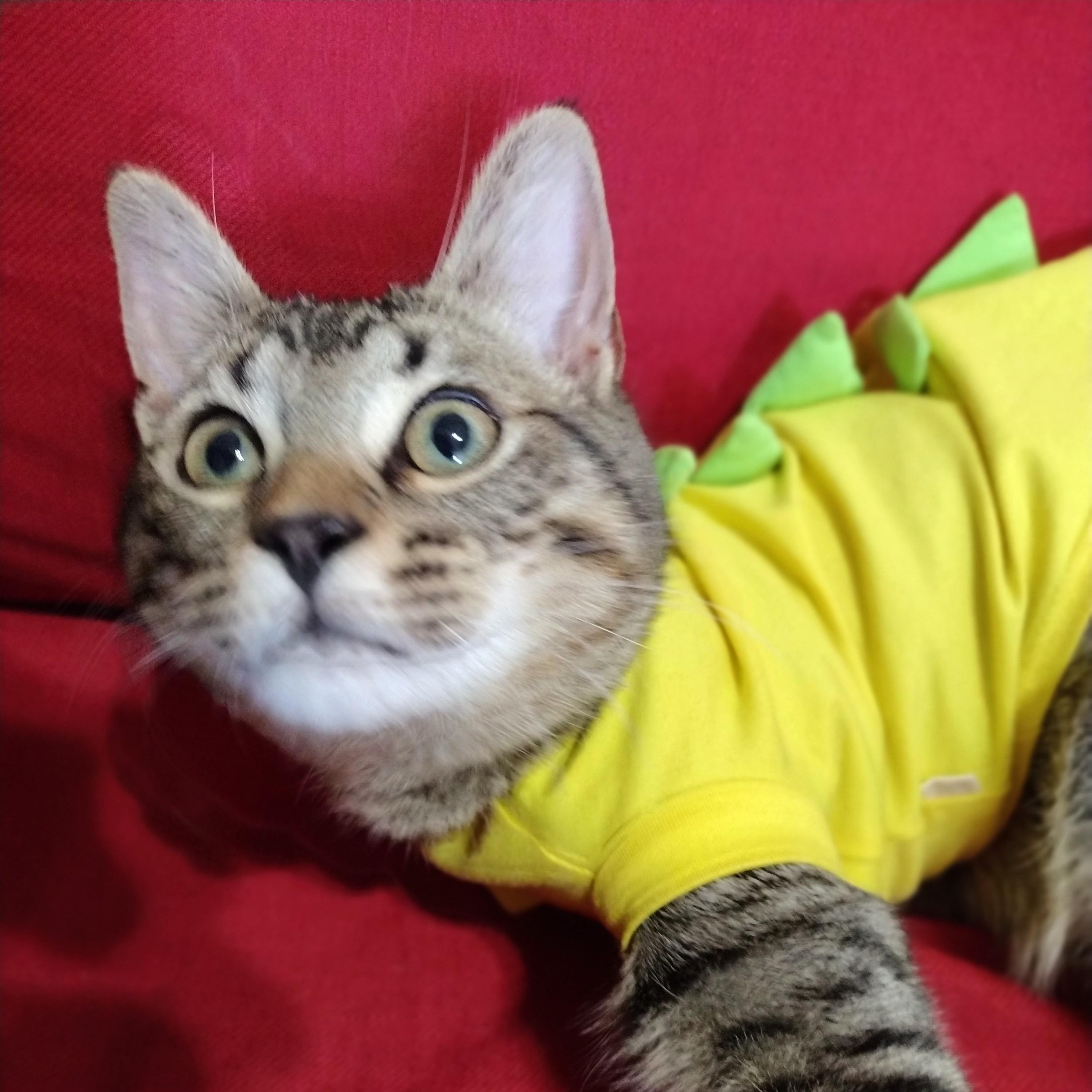 General Mayhem, a ADOPTABLE Tabby in Brooklyn, NY image 4/6