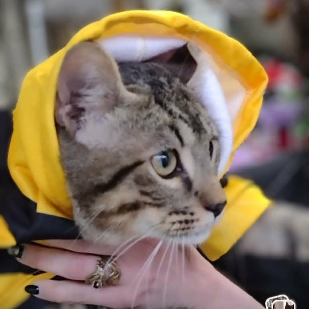 General Mayhem, a ADOPTABLE Tabby in Brooklyn, NY image 6/6