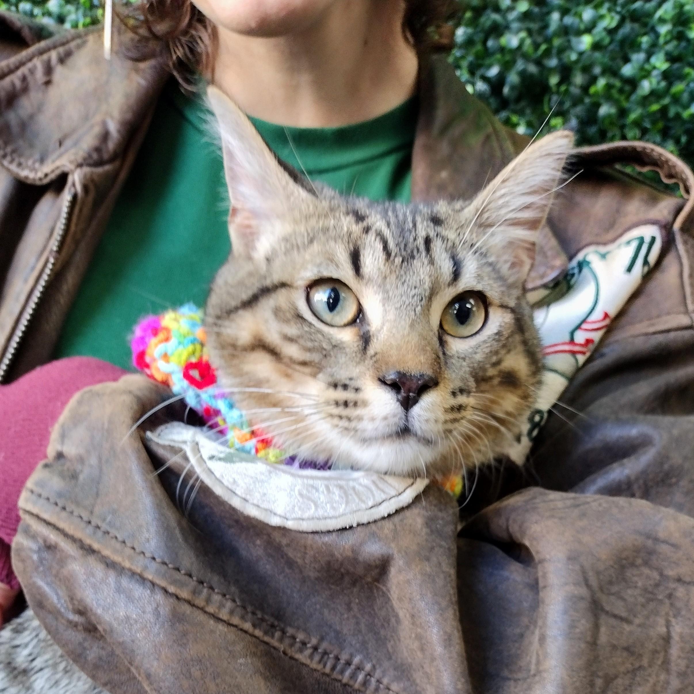 General Mayhem, a ADOPTABLE Tabby in Brooklyn, NY image 3/6