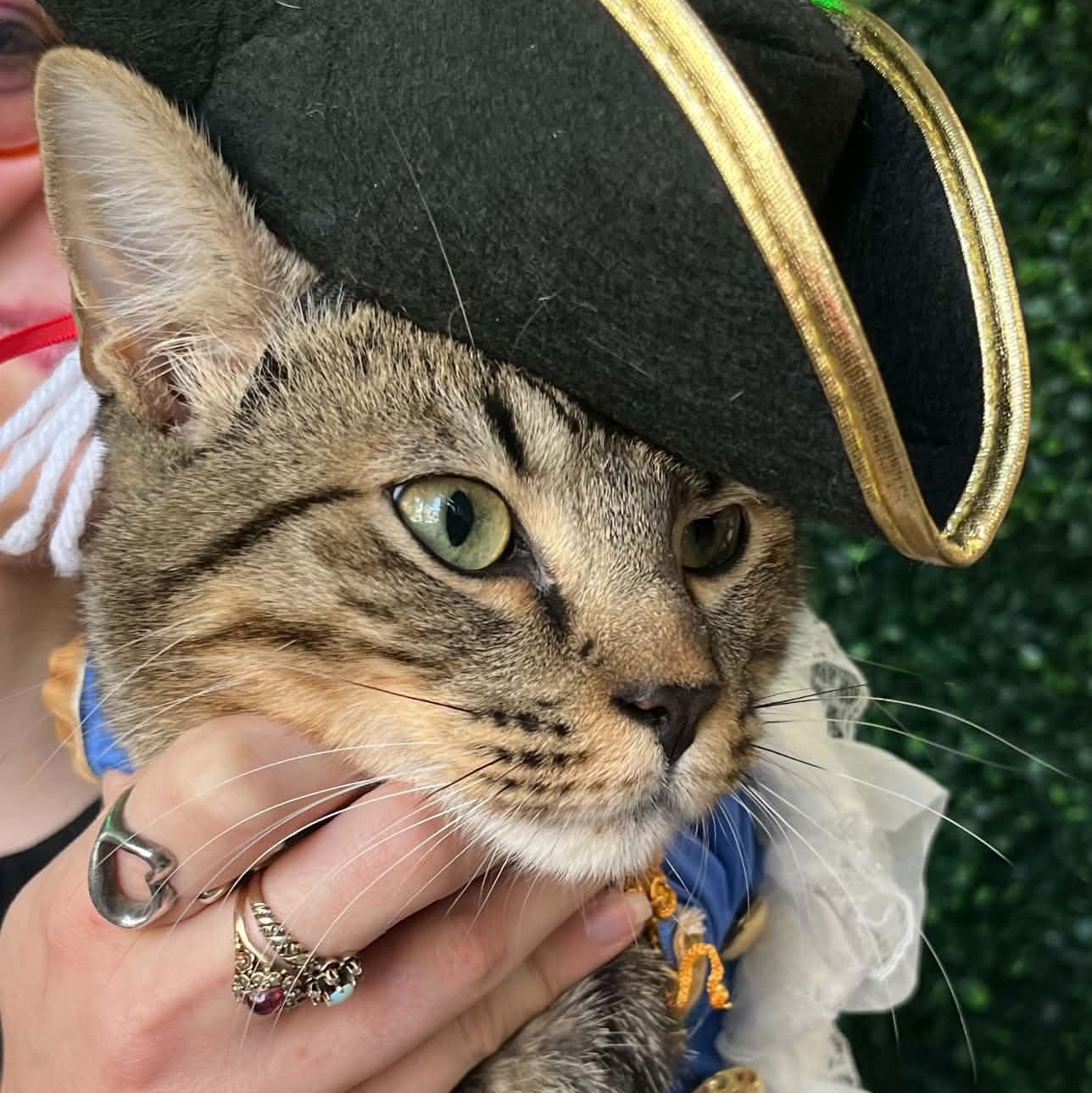 Enlarge General Mayhem, a ADOPTABLE Tabby in Brooklyn, NY image 3/6