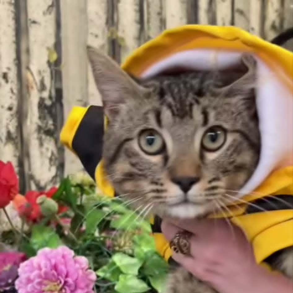 General Mayhem, ADOPTABLE, Kitten Male Tabby.
