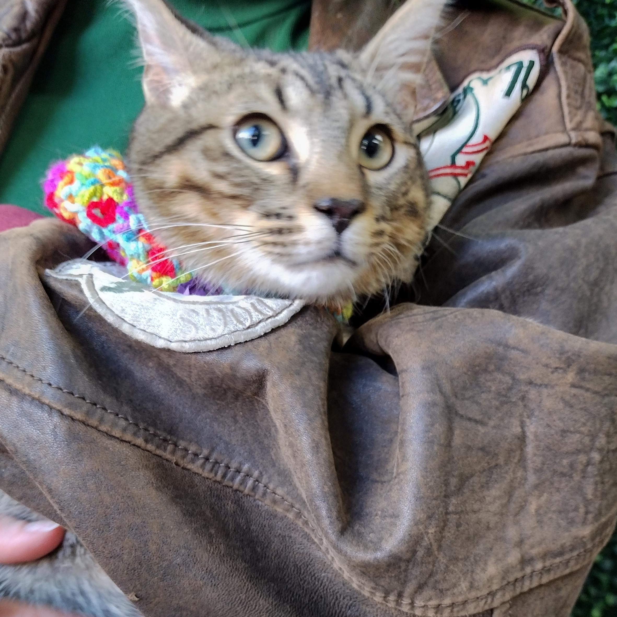 General Mayhem, ADOPTABLE, Kitten Male Tabby.
