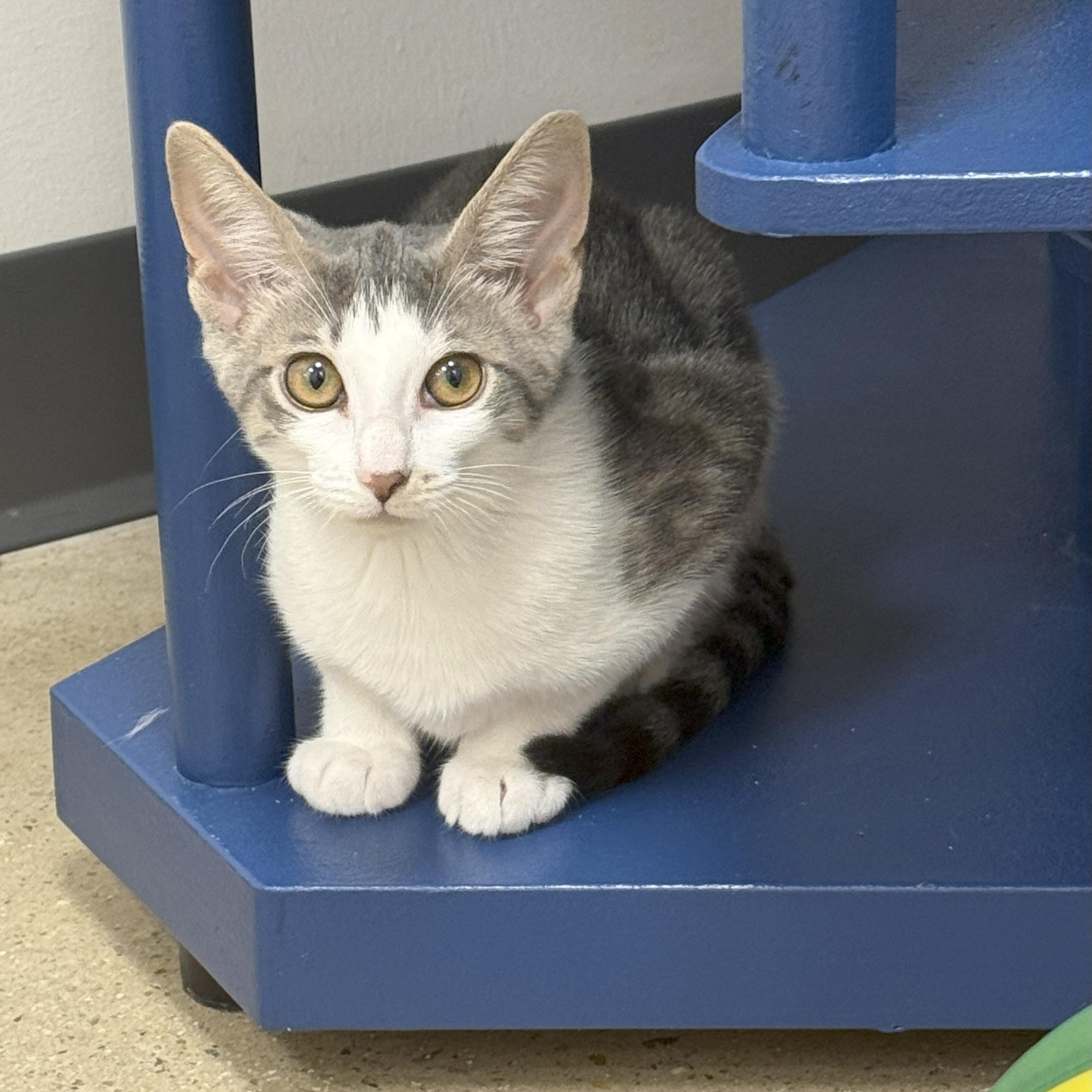 Enlarge Sirius Black, a Adoptable Domestic Short Hair in Apex, NC image 5/6
