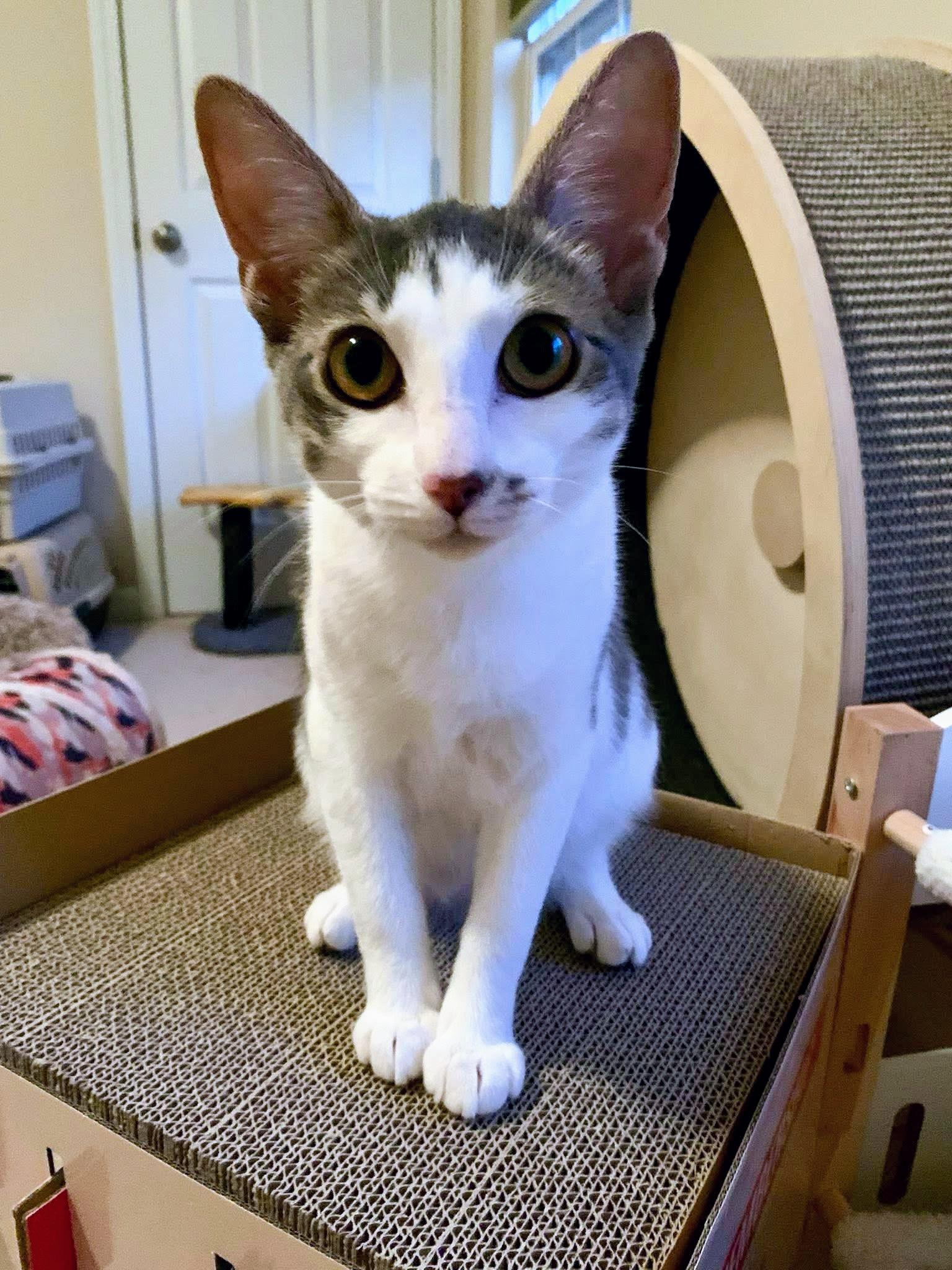 Enlarge Sirius Black, a Adoptable Domestic Short Hair in Apex, NC image 4/6