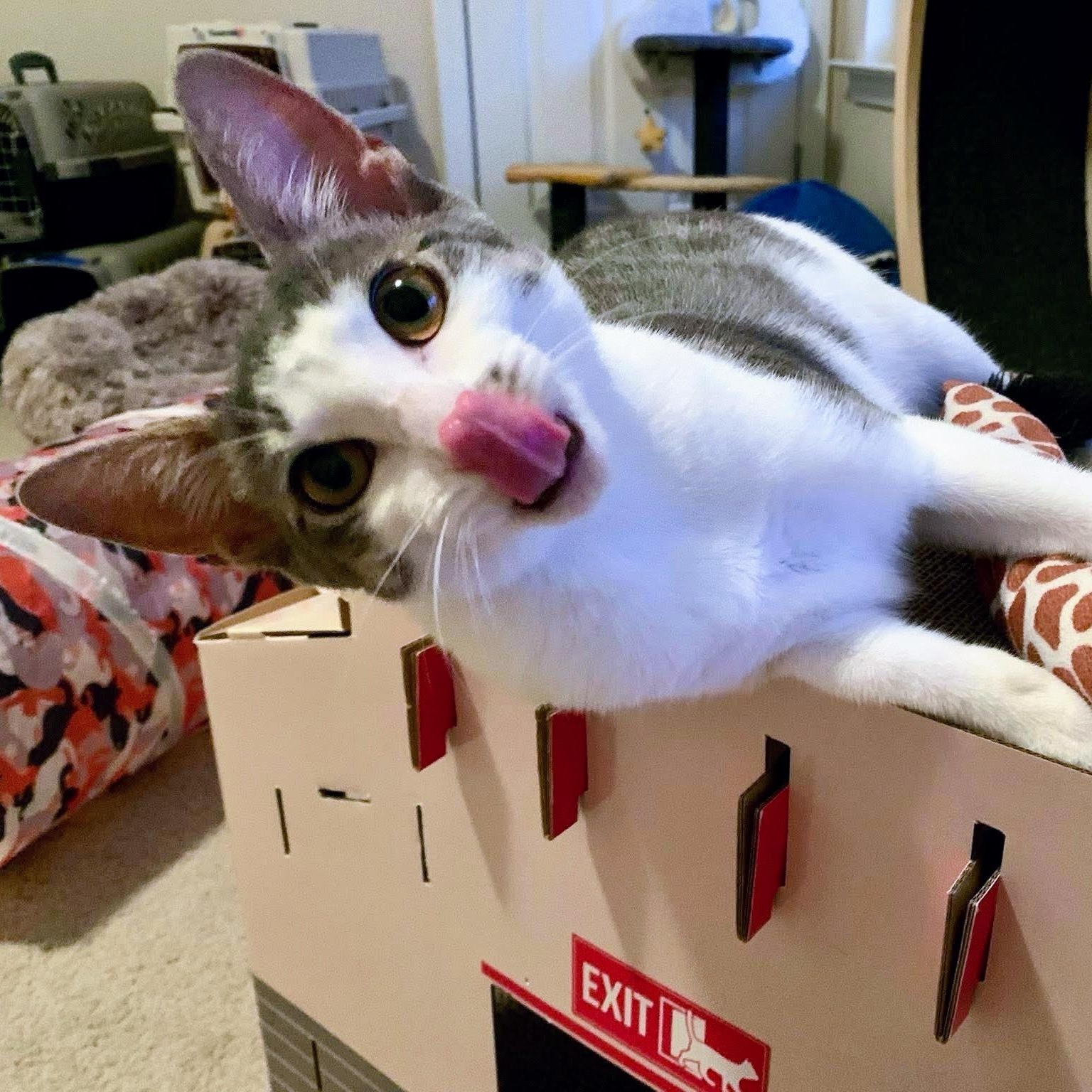 Sirius Black thumbnail 4