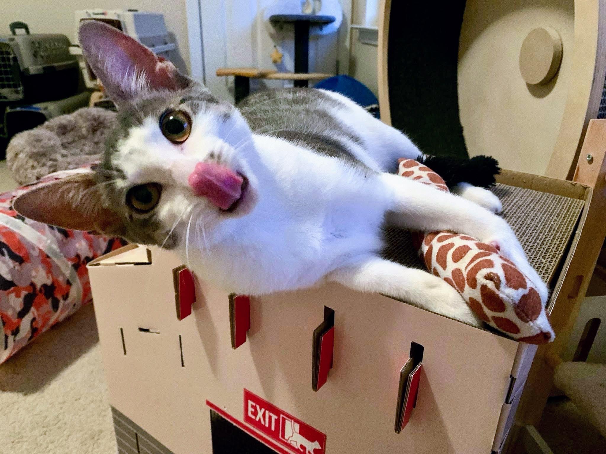 Enlarge Sirius Black, a Adoptable Domestic Short Hair in Apex, NC image 3/6