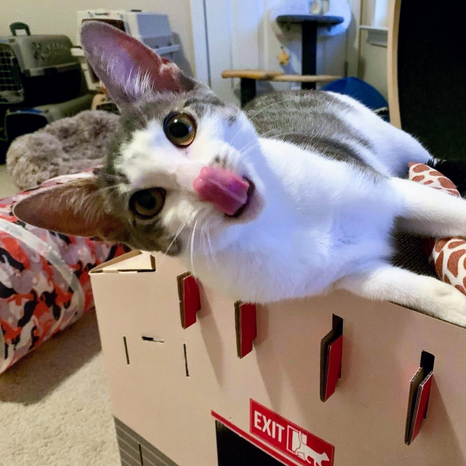 Enlarge Sirius Black, a Adoptable Domestic Short Hair in Apex, NC image 3/6