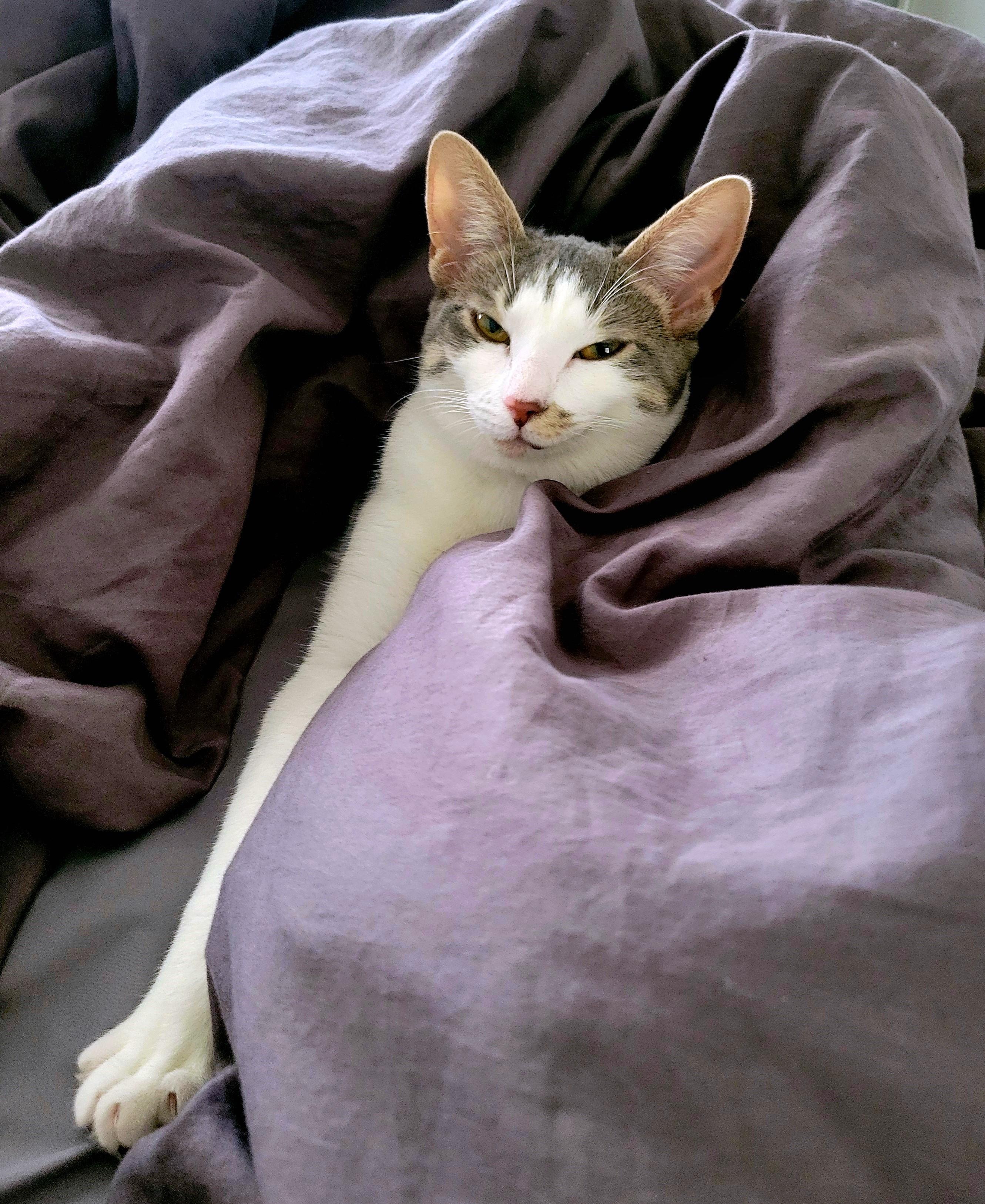 Enlarge Sirius Black, a Adoptable Domestic Short Hair in Apex, NC image 2/6