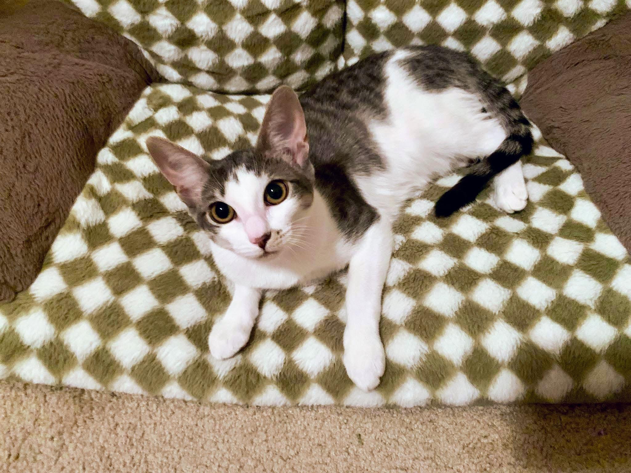 Enlarge Sirius Black, a Adoptable Domestic Short Hair in Apex, NC image 2/6