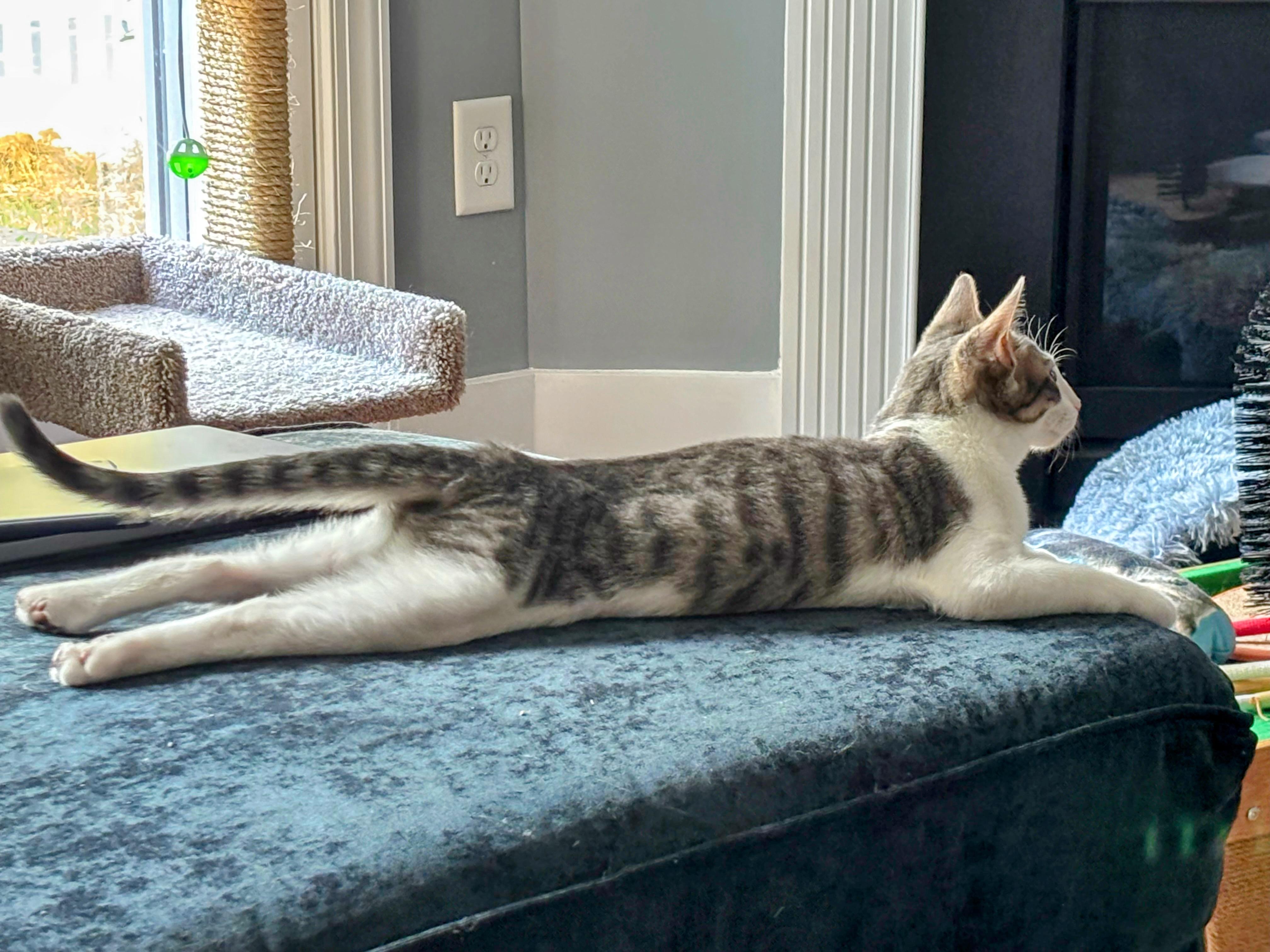 Enlarge Sirius Black, a Adoptable Domestic Short Hair in Apex, NC image 6/6