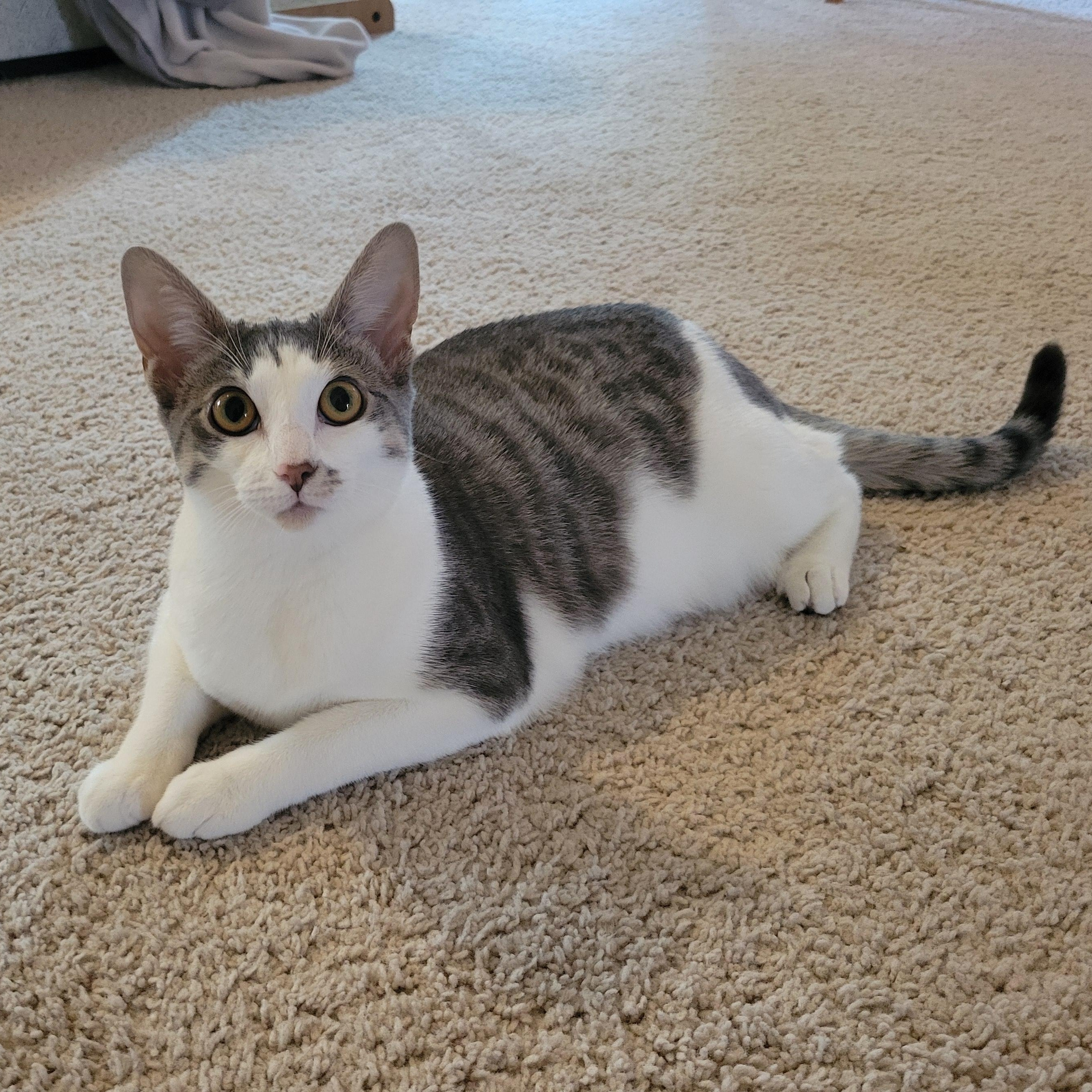 Enlarge Sirius Black, a Adoptable Domestic Short Hair in Apex, NC image 1/6