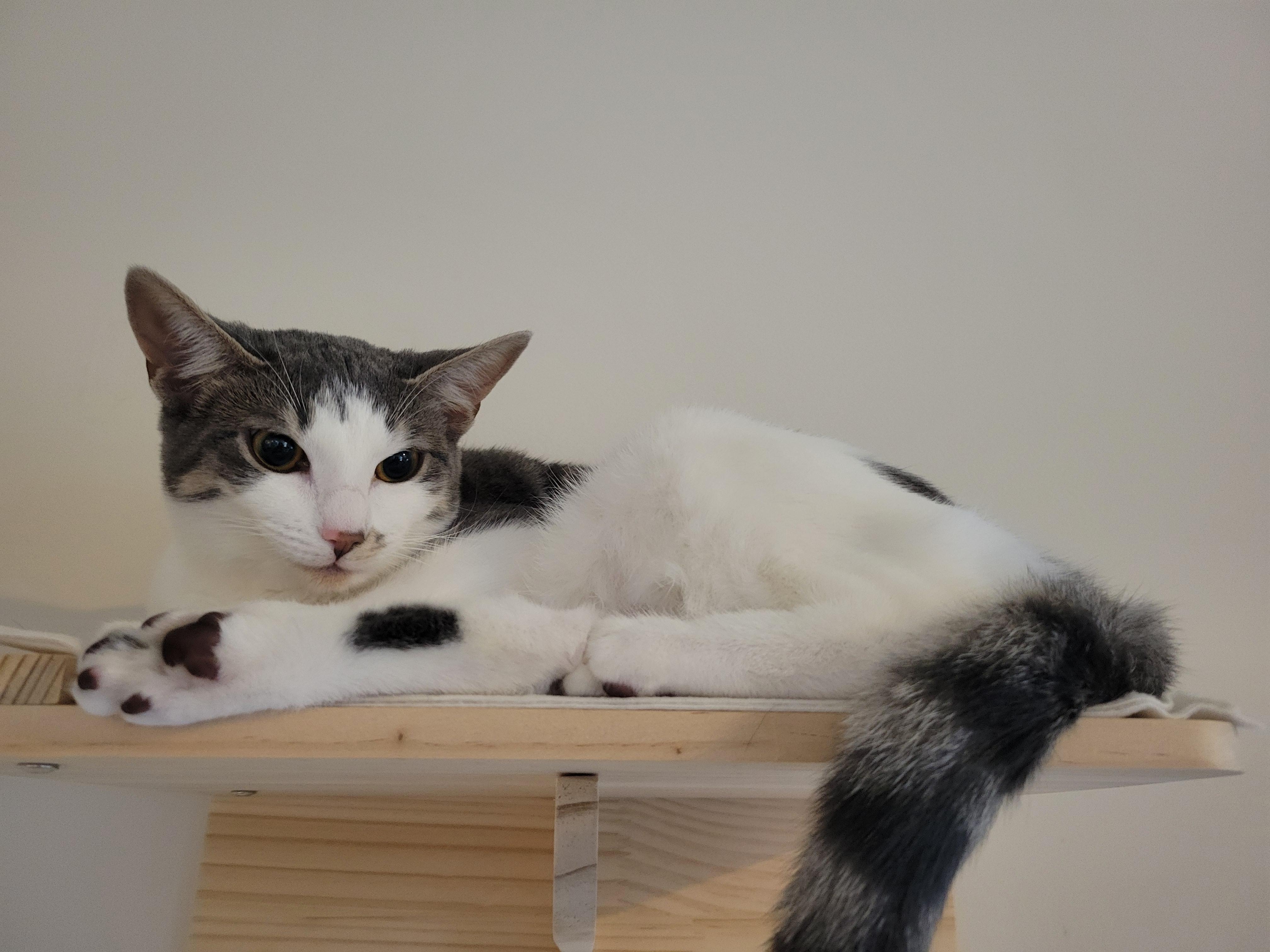 Enlarge Sirius Black, a Adoptable Domestic Short Hair in Apex, NC image 6/6