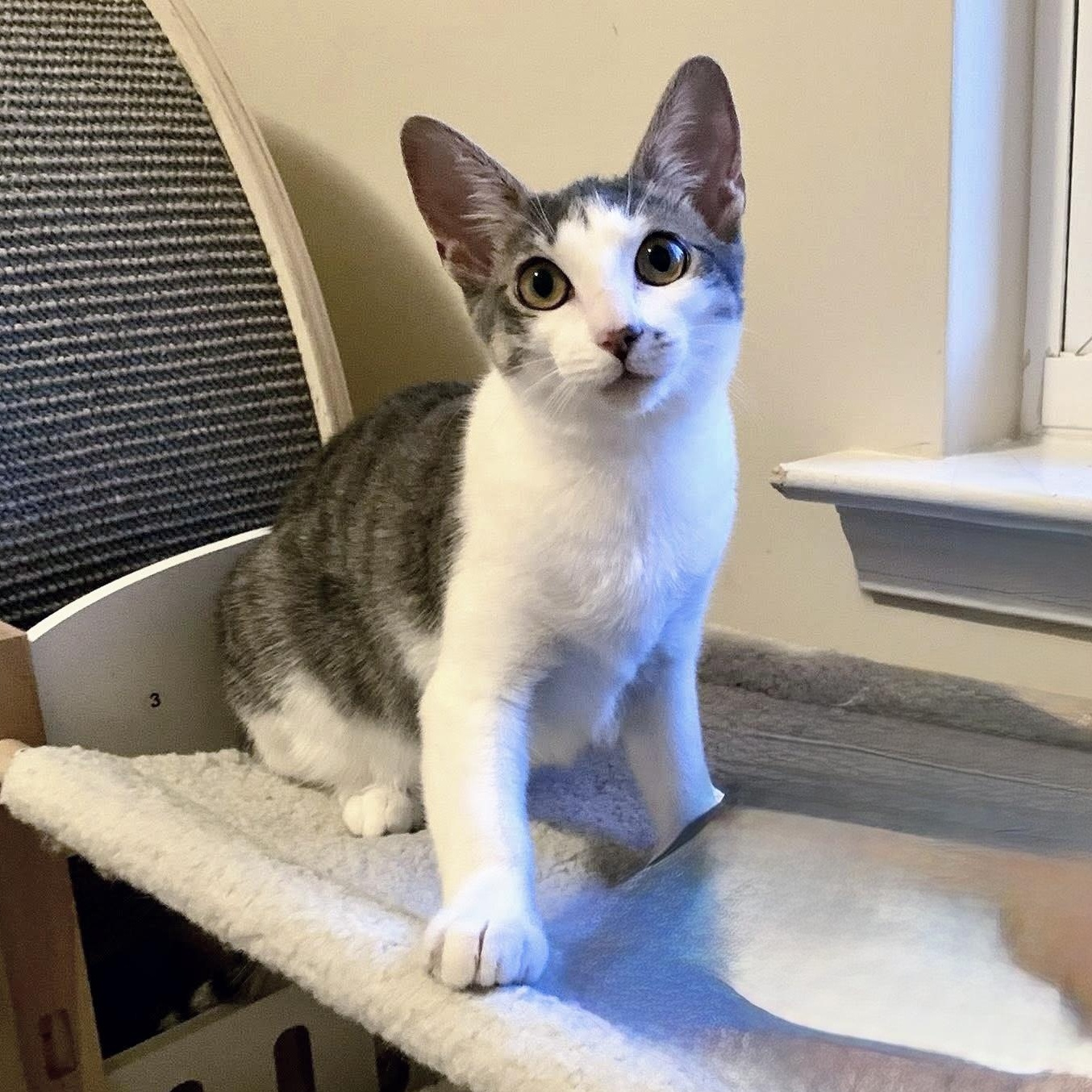 Sirius Black, Adoptable, Kitten Female Domestic Short Hair.