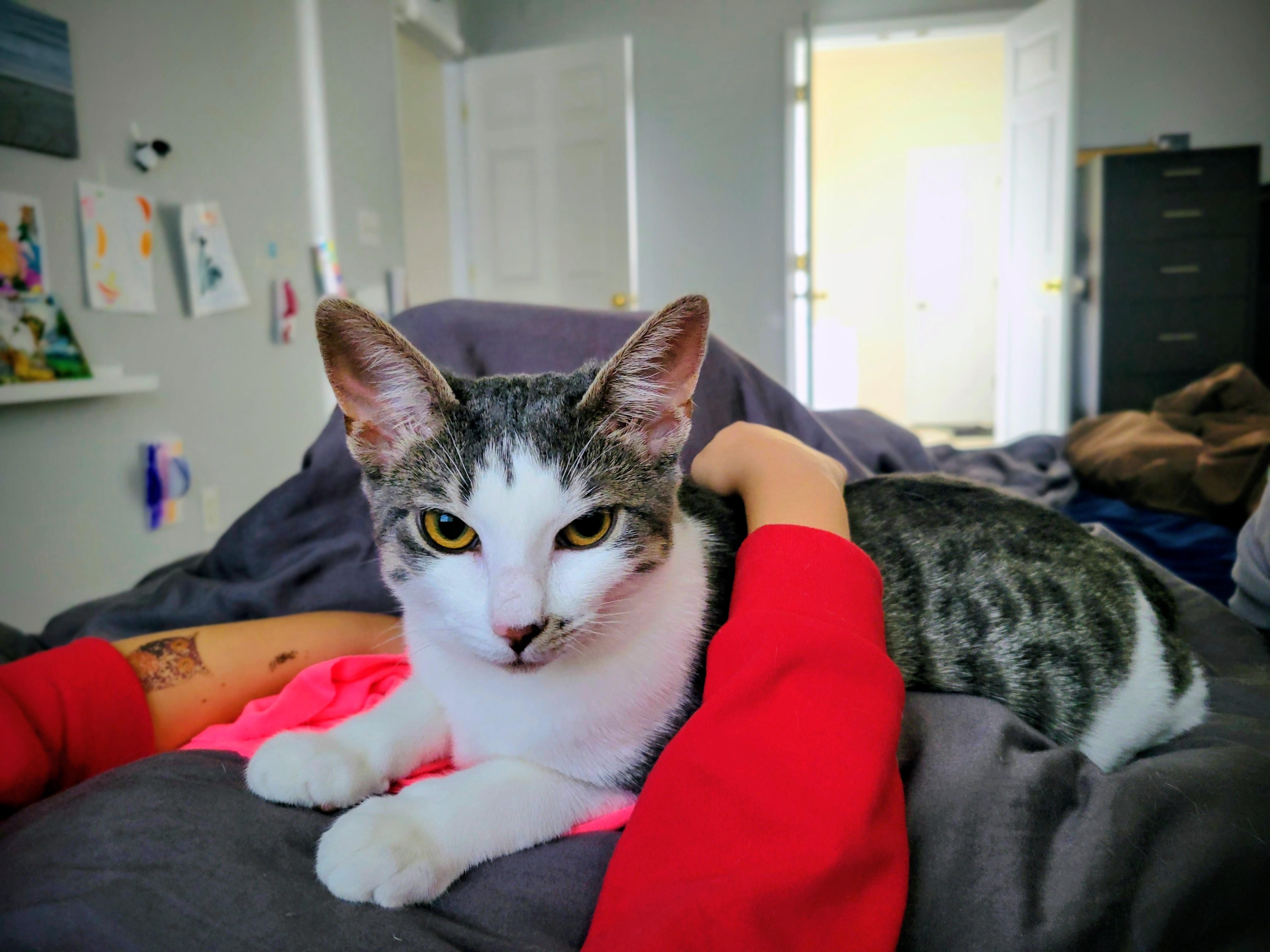 Enlarge Sirius Black, a Adoptable Domestic Short Hair in Apex, NC image 3/6