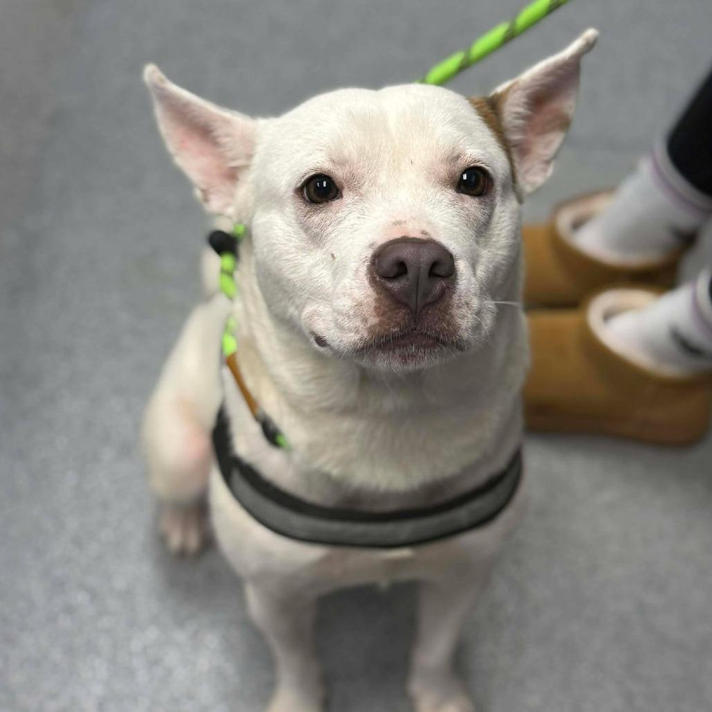 Midge, Adoptable, Adult Female Mixed Breed.