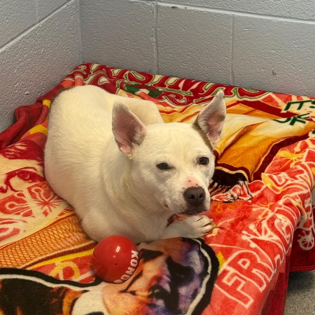 Enlarge Midge, a Adoptable Mixed Breed in Martinsville, VA image 2/4