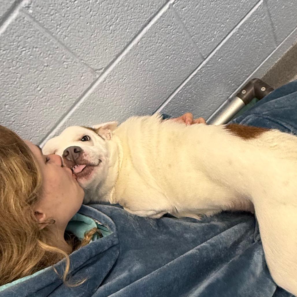 Enlarge Midge, a Adoptable Mixed Breed in Martinsville, VA image 3/4