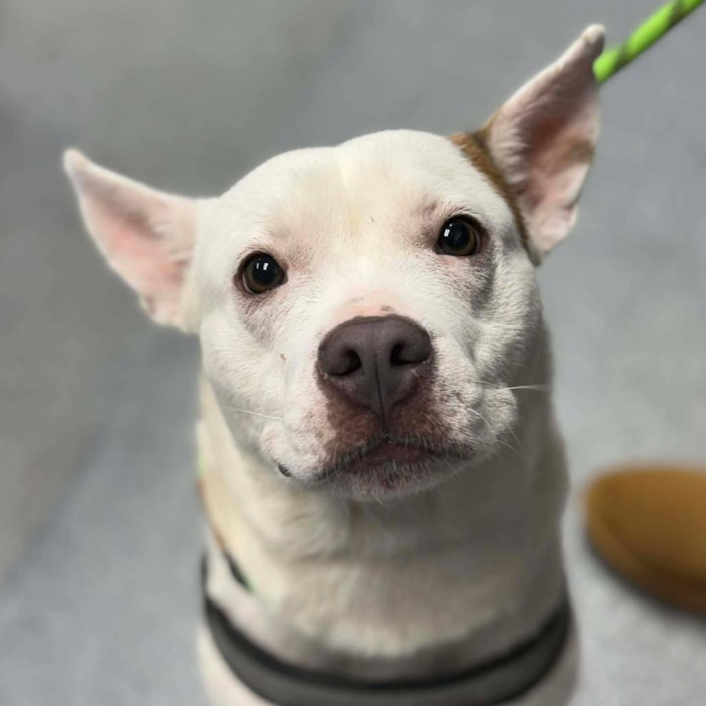 Enlarge Midge, a Adoptable Mixed Breed in Martinsville, VA image 4/4