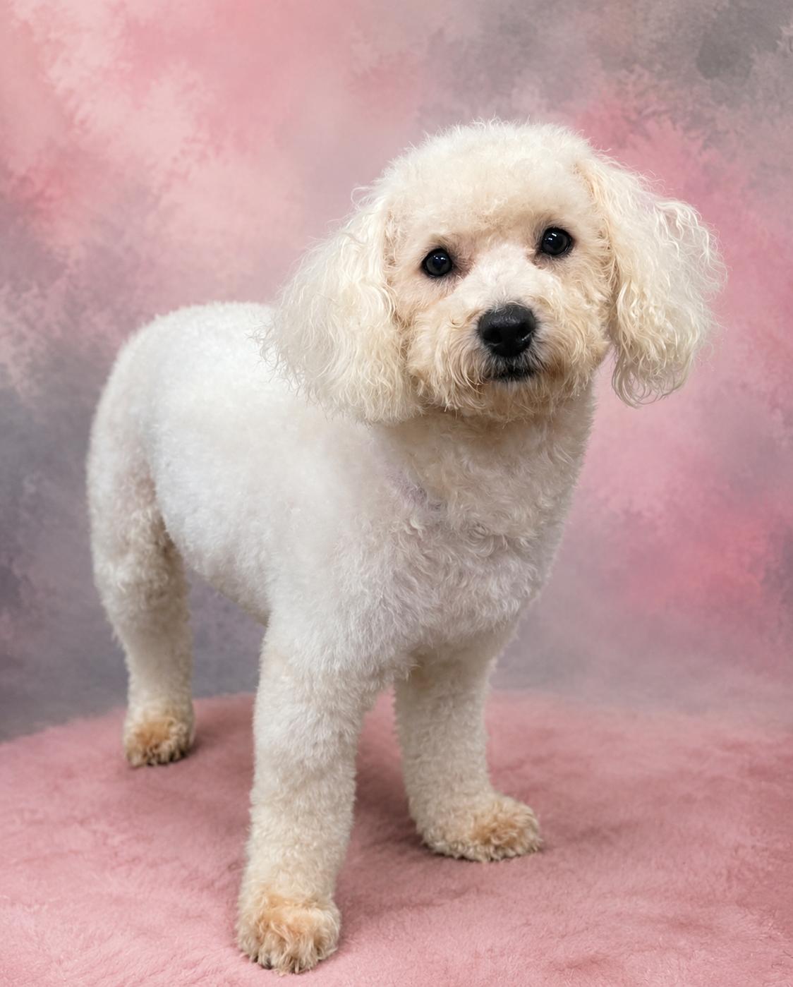 Enlarge Jewel, an adopted mixed breed in Wheelersburg, OH image 1/1