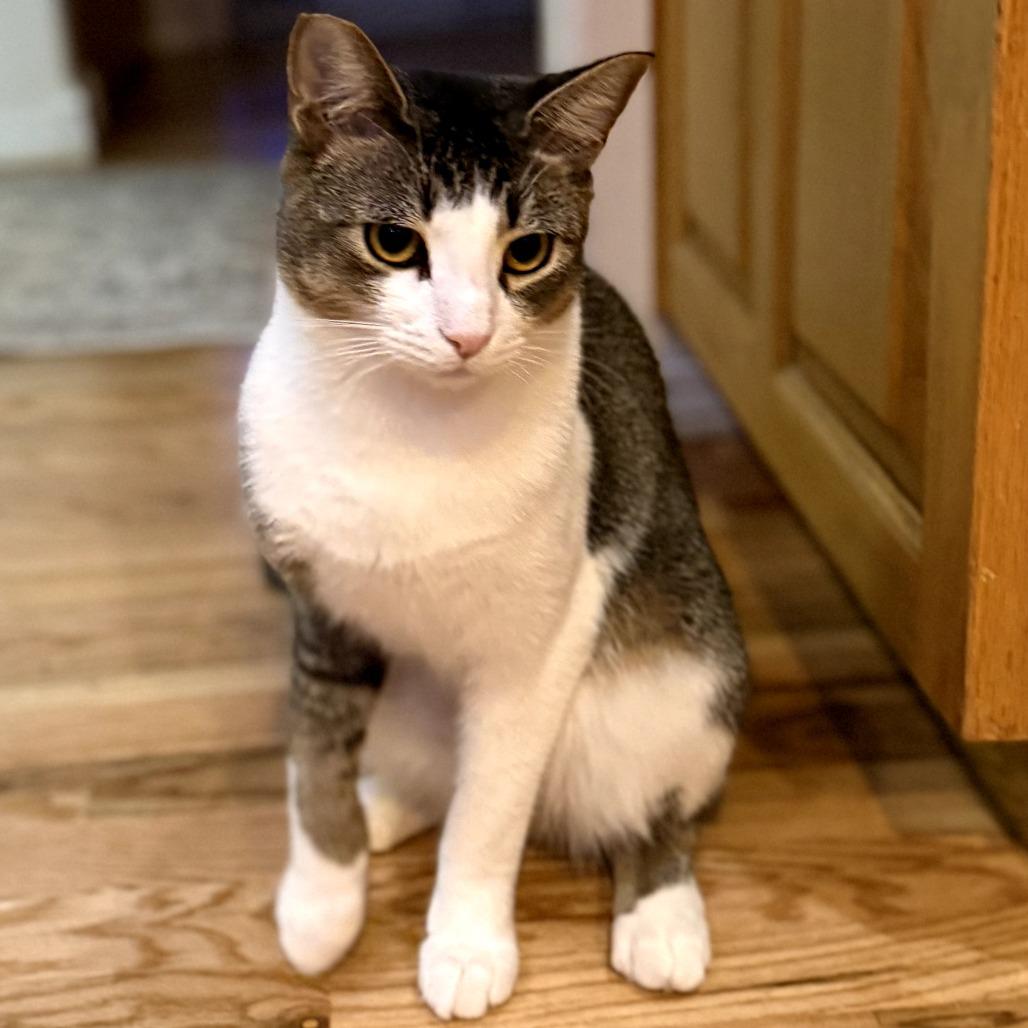 Wonton, Adoptable, Adult Male Domestic Short Hair.