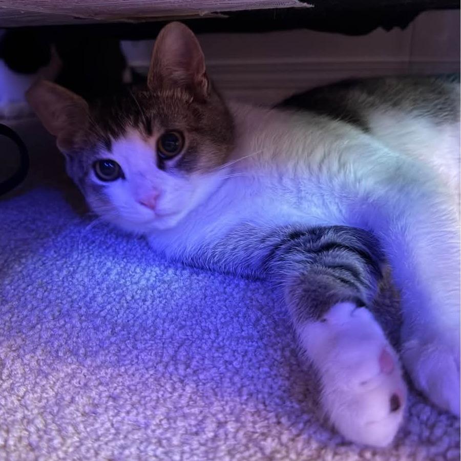 Enlarge Wonton, a Adoptable Domestic Short Hair in Jacksonville, OR image 2/2