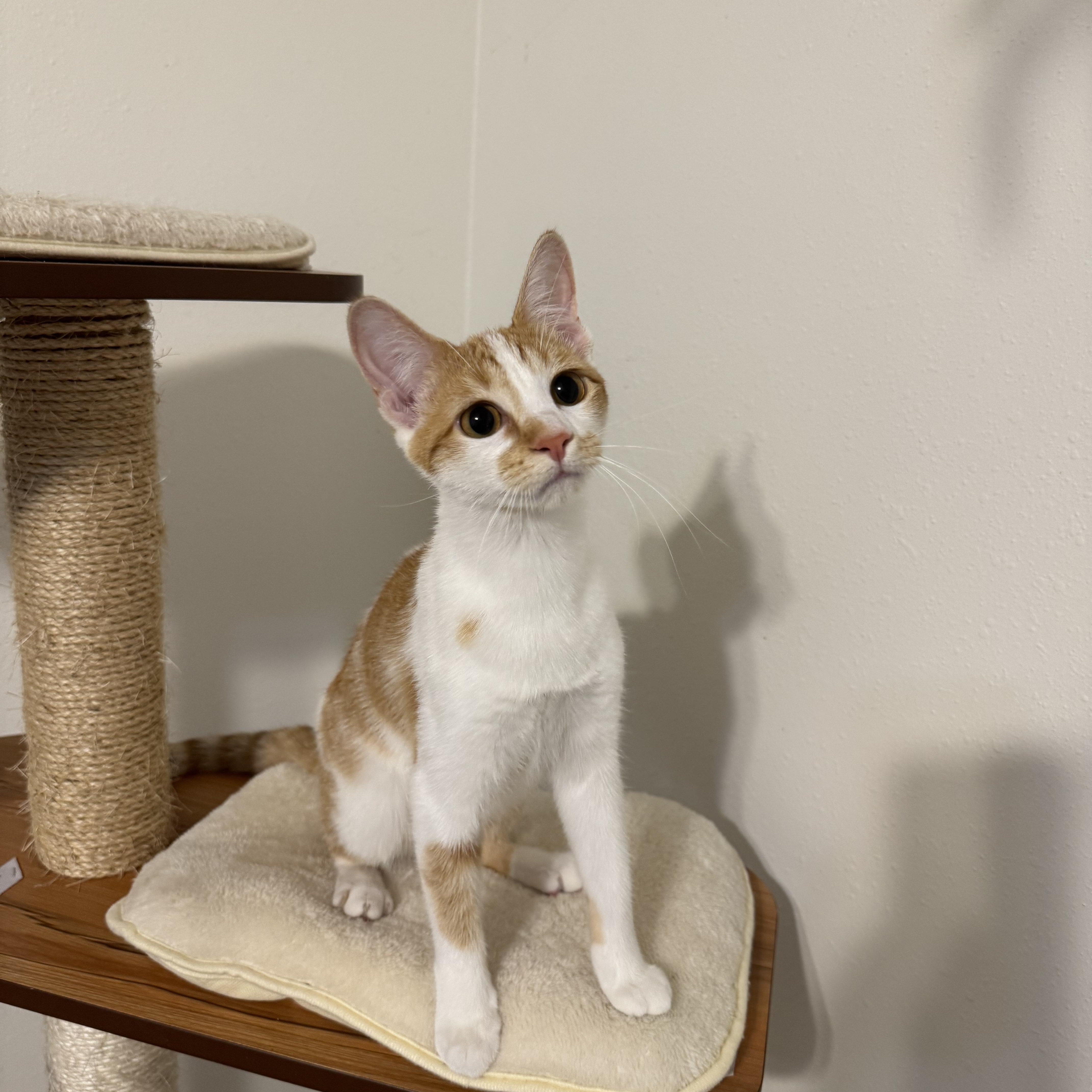 Enlarge Clementine, a Adoptable mixed breed in Springfield, MO image 1/3