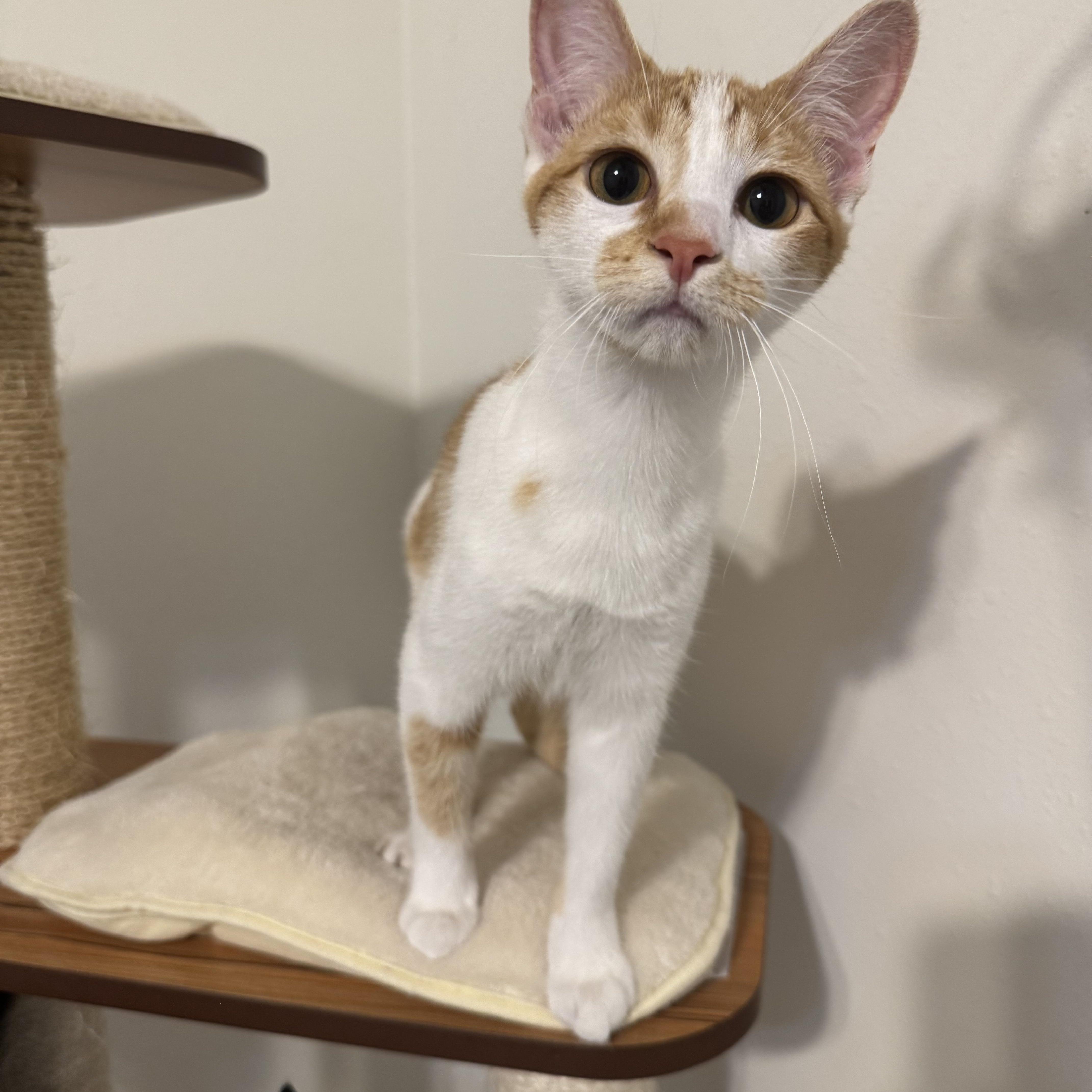 Enlarge Clementine, a Adoptable mixed breed in Springfield, MO image 2/3