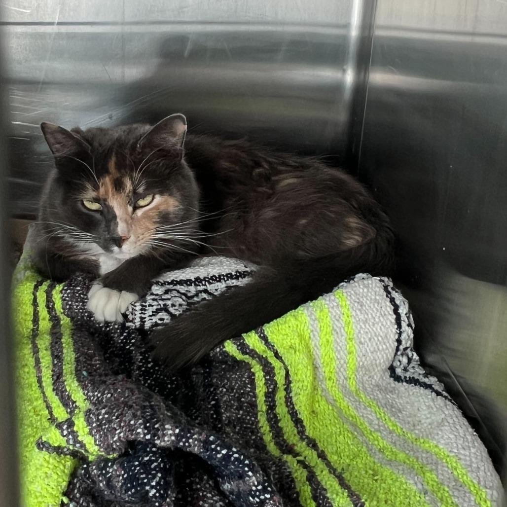 Sandy, Adoptable, Adult Female Domestic Short Hair.