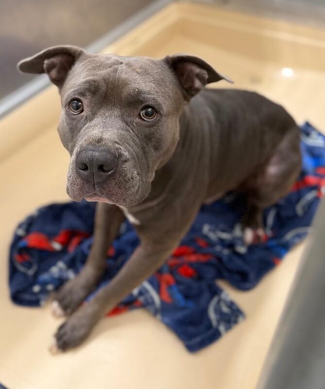 Dior, Adoptable, Adult Male Pit Bull Terrier & Mixed Breed.