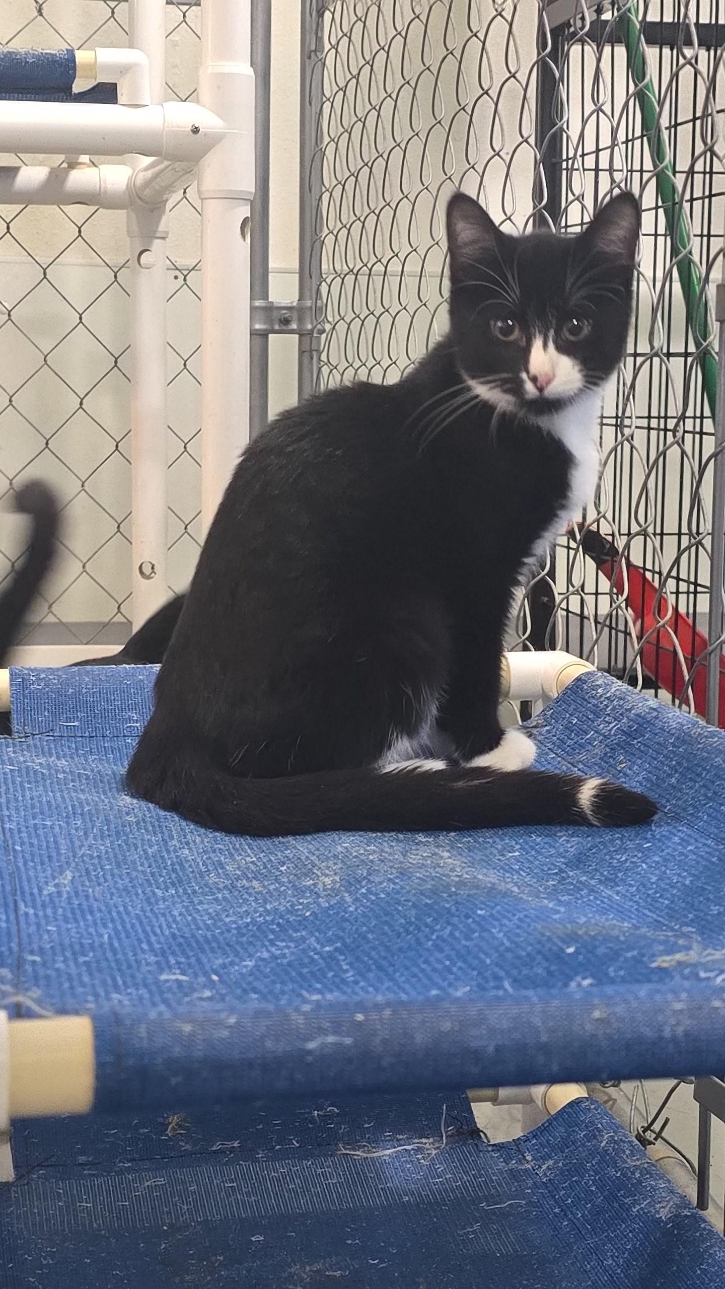 Enlarge Hattie, a Adoptable Domestic Short Hair in Iowa Falls, IA image 1/1