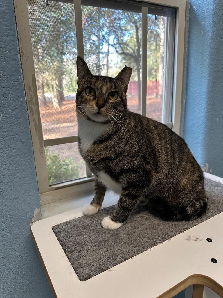 Socks, Adoptable, Adult Female Domestic Short Hair.