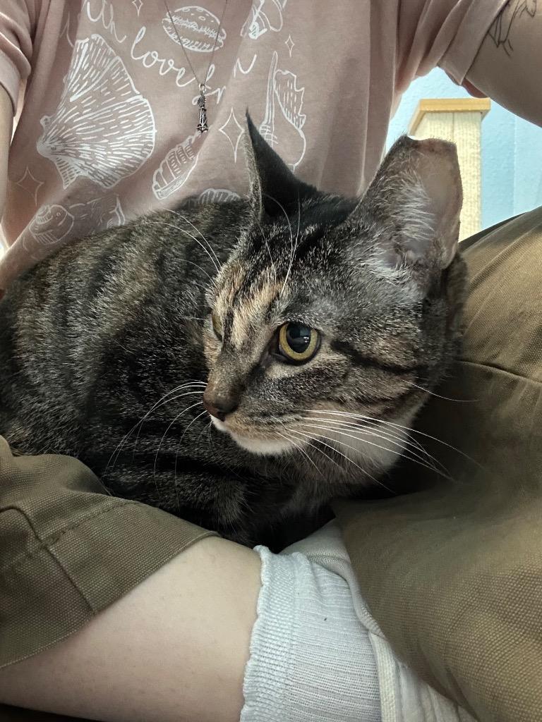 Enlarge Socks, a Adoptable mixed breed in Magnolia, TX image 2/3