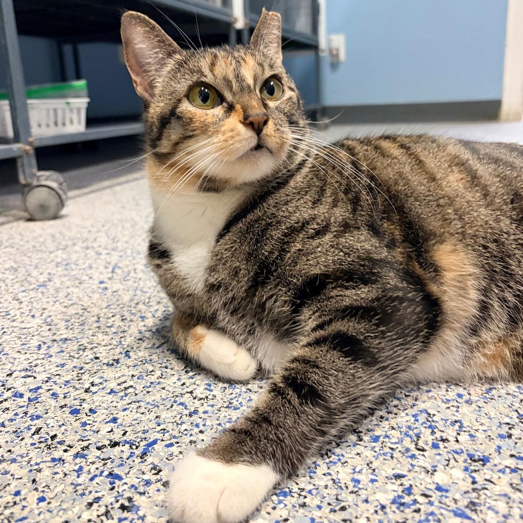 Socks, Adoptable, Young Female Domestic Short Hair.