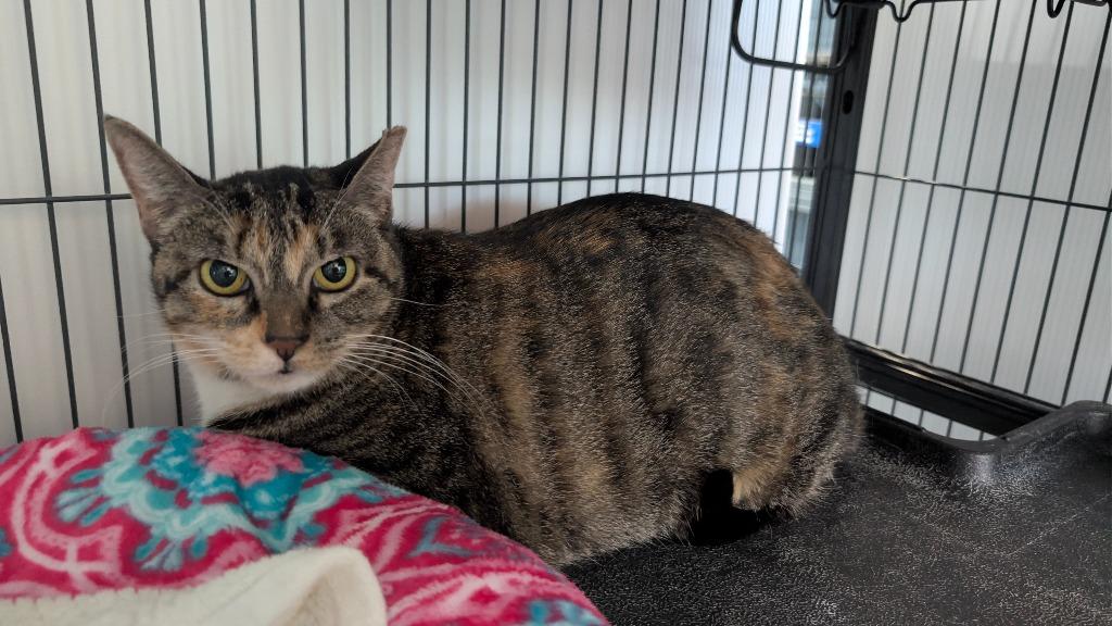 Socks, Adoptable, Adult Female Domestic Short Hair.