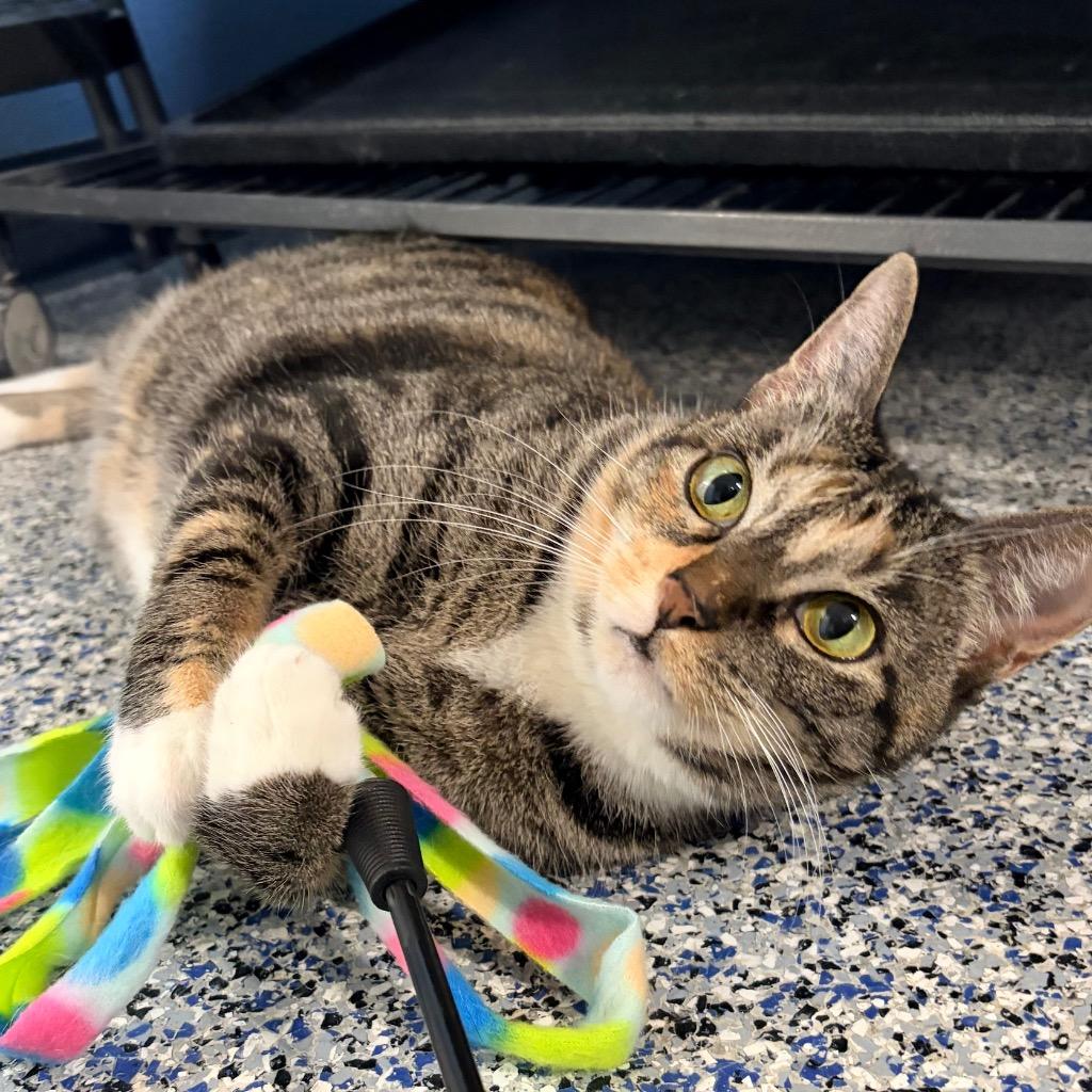 Enlarge Socks, a Adoptable mixed breed in Magnolia, TX image 2/3