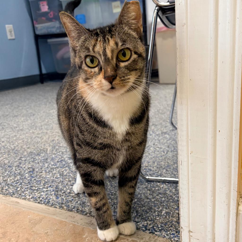 Enlarge Socks, a Adoptable mixed breed in Magnolia, TX image 3/3