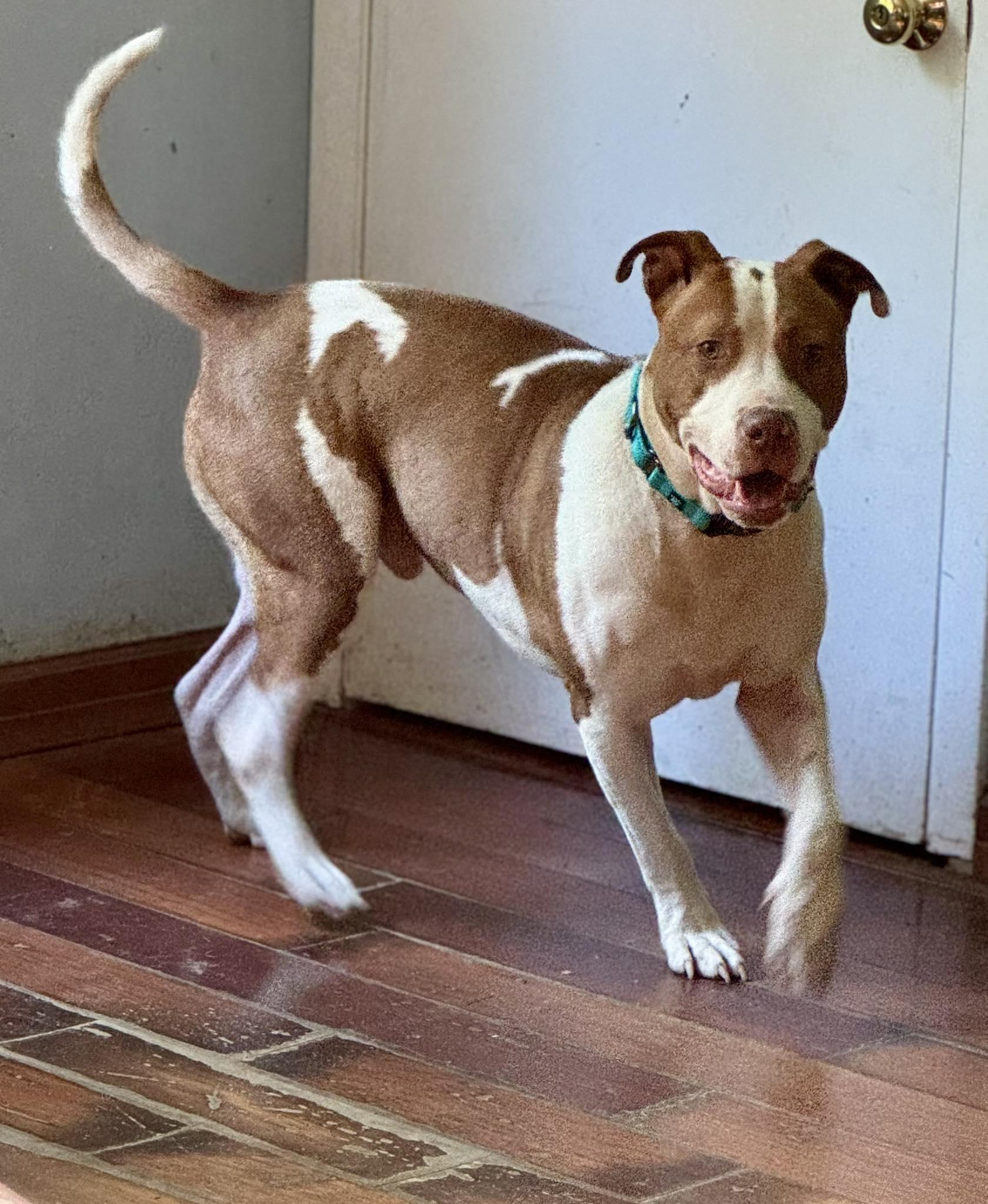 Gravy, Adoptable, Adult Male Pit Bull Terrier.