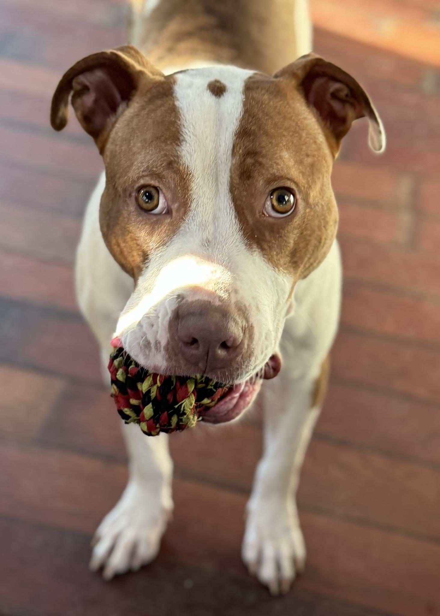 Enlarge Gravy, a Adoptable Pit Bull Terrier in Ossining, NY image 2/2