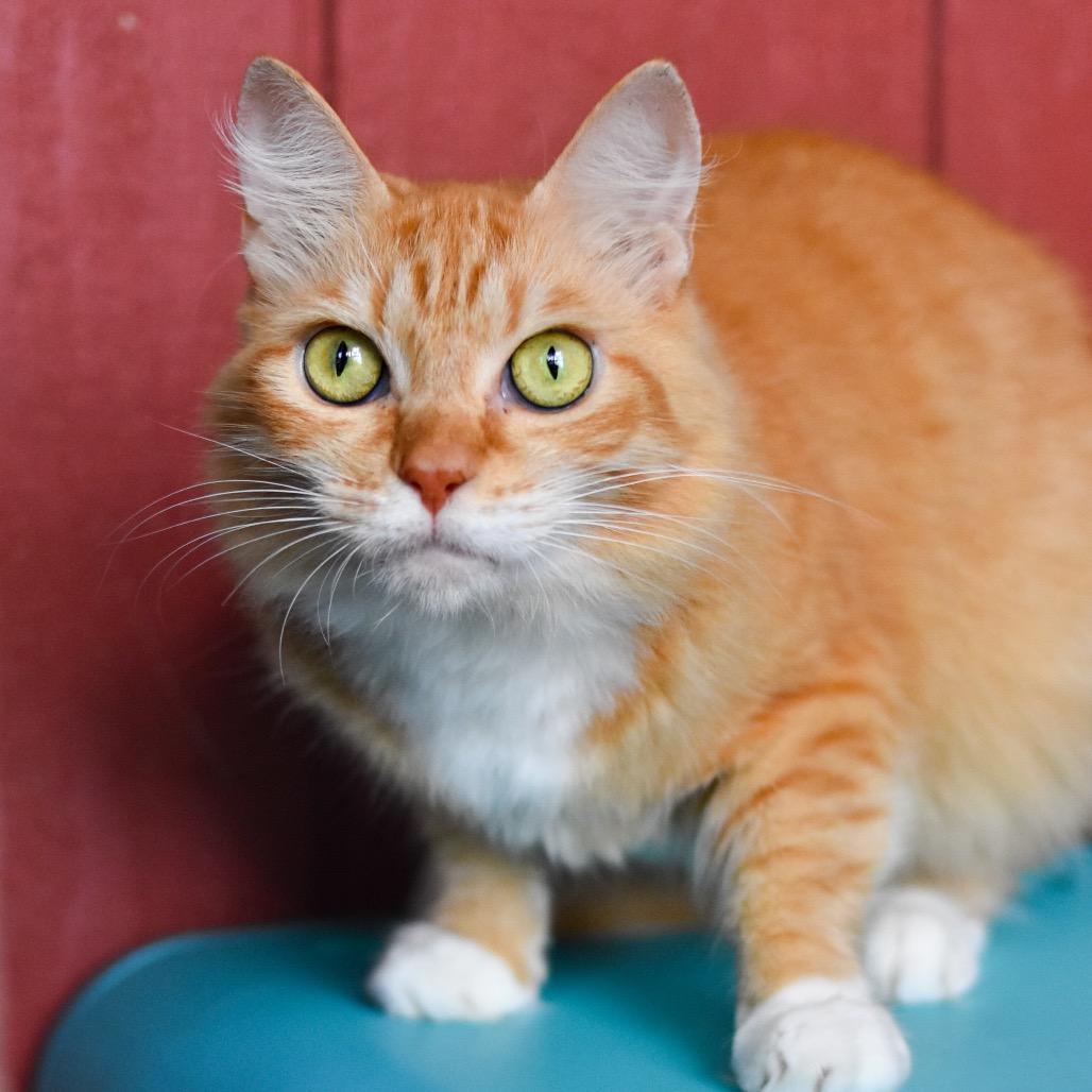 Sunshine, Adoptable, Adult Female Domestic Medium Hair.