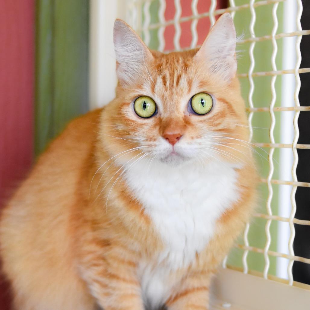 Enlarge Sunshine, a Adoptable Domestic Medium Hair in Kailua Kona, HI image 2/6