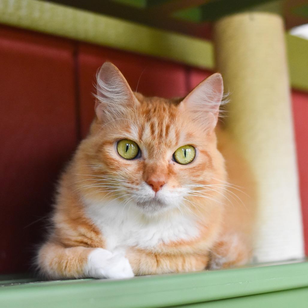 Enlarge Sunshine, a Adoptable Domestic Medium Hair in Kailua Kona, HI image 3/6