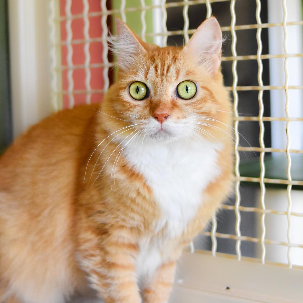 Enlarge Sunshine, a Adoptable Domestic Medium Hair in Kailua Kona, HI image 4/6