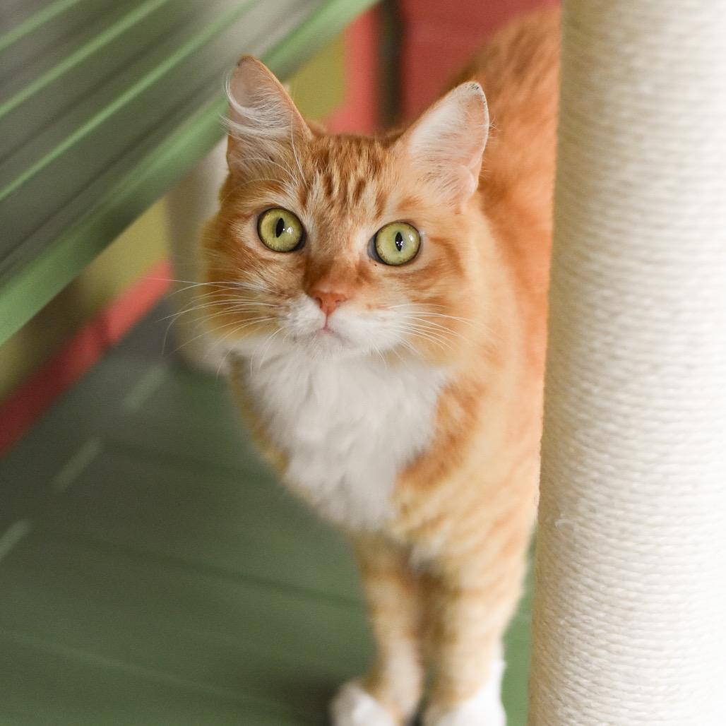 Enlarge Sunshine, a Adoptable Domestic Medium Hair in Kailua Kona, HI image 5/6