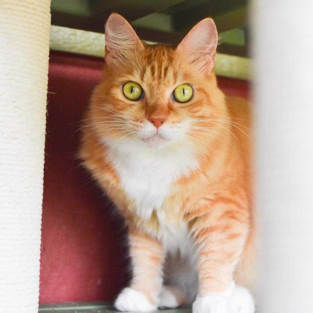 Enlarge Sunshine, a Adoptable Domestic Medium Hair in Kailua Kona, HI image 6/6
