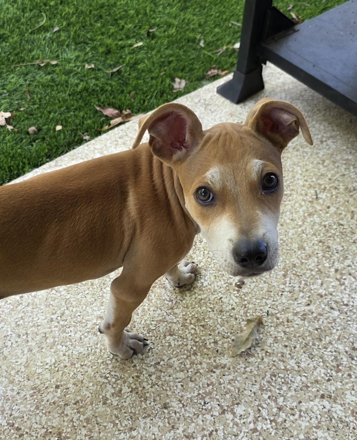Enlarge Chex, a Adoptable mixed breed in Austin, TX image 2/3