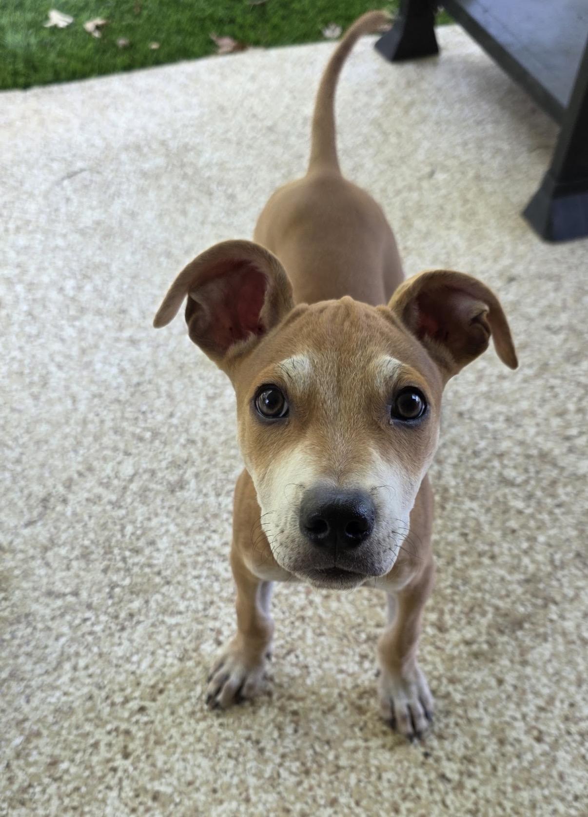 Enlarge Chex, a Adoptable mixed breed in Austin, TX image 3/3