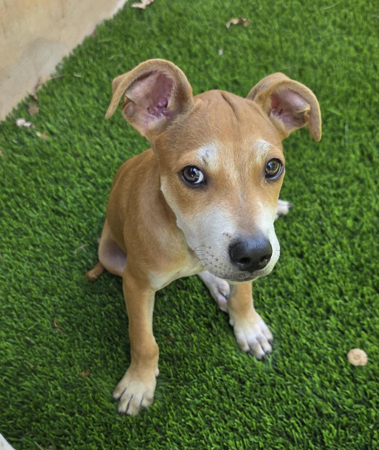 Chex, Adoptable, Puppy Male Chihuahua.