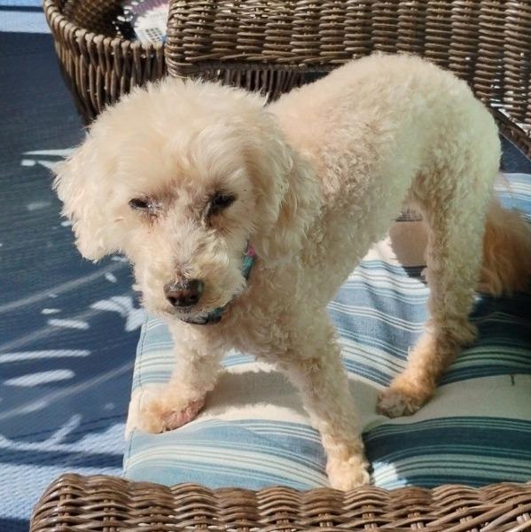 Enlarge Lucy, a Adoptable Poodle in Severn, MD image 6/6