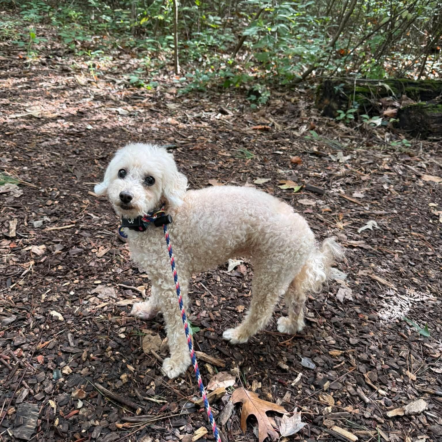 Enlarge Lucy, a Adoptable Poodle in Severn, MD image 5/6