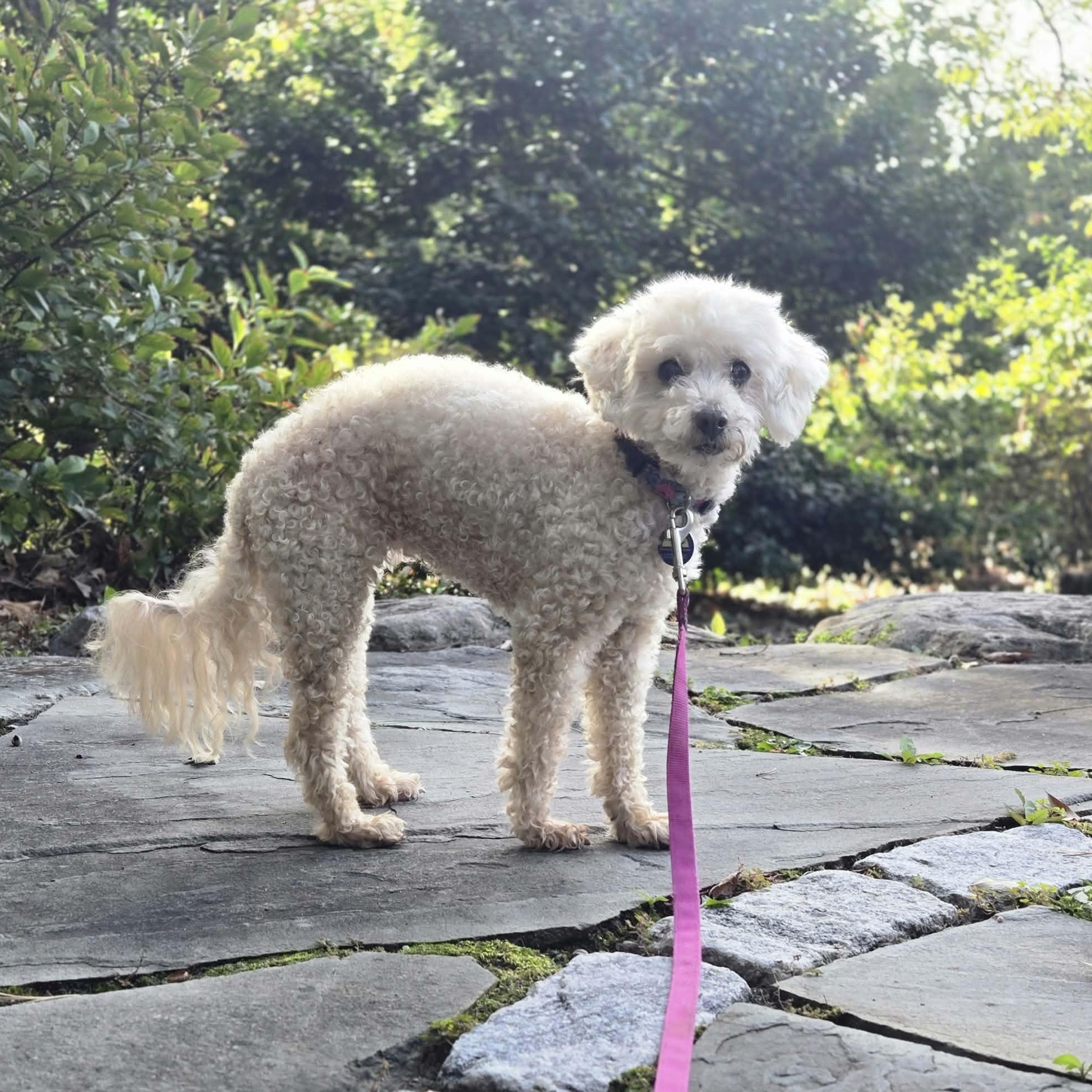 Enlarge Lucy, a Adoptable Poodle in Severn, MD image 2/6